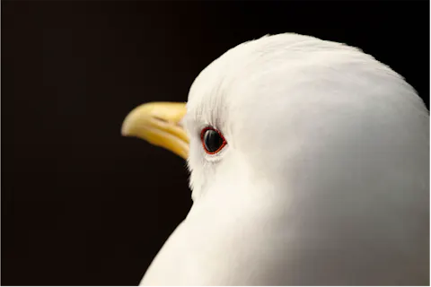 From cliffs to buildings