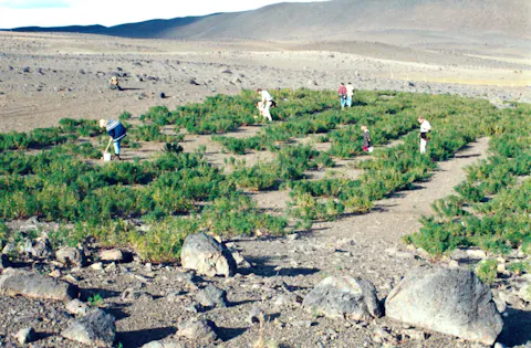 Skogplanting