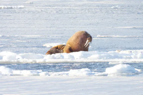 Svalbard Håkon Daae Brensholm Visit Svalbard 44