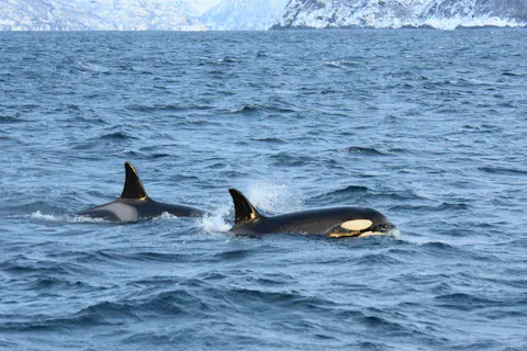 Humpback whales & Orcas