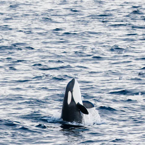 Orca breach 1x1